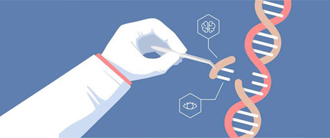 hepg2細(xì)胞基因編輯