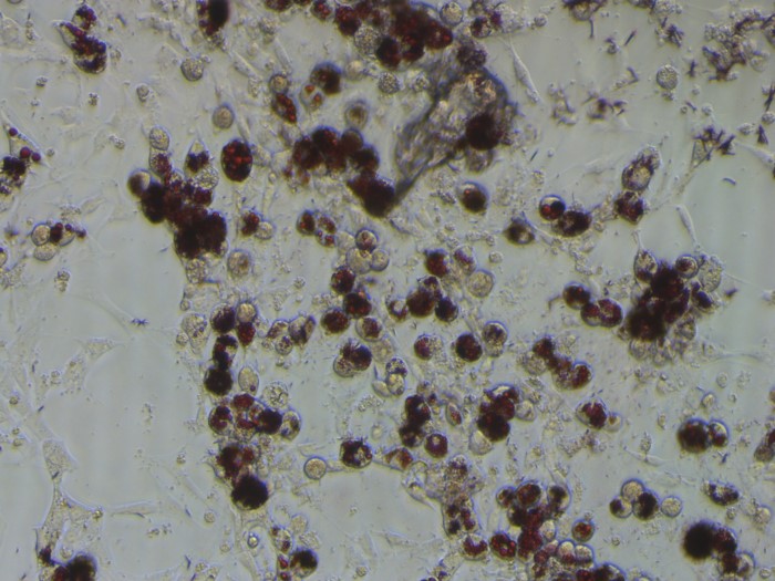 大鼠脂肪干細(xì)胞 