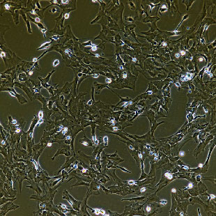 DI TNC1 大鼠腦間質(zhì)細胞