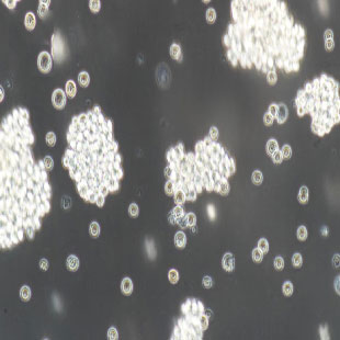 GH3 大鼠垂體瘤細(xì)胞（暫不提供）