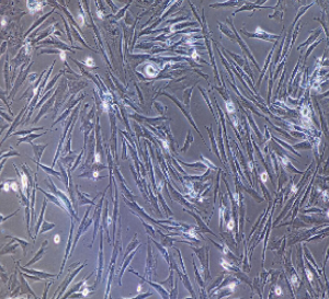 大鼠原代股動脈平滑肌細胞