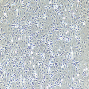 大鼠原代輸尿管上皮細(xì)胞