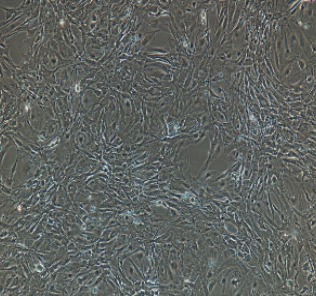小鼠原代肝竇內(nèi)皮細(xì)胞
