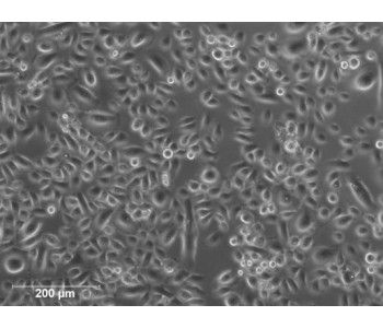 HBEpC 人源支氣管上皮細(xì)胞