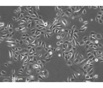 HCoEpC 人源大腸上皮細(xì)胞