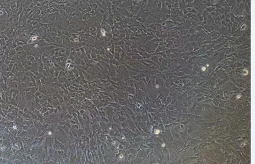 小鼠原代星形膠質(zhì)細(xì)胞