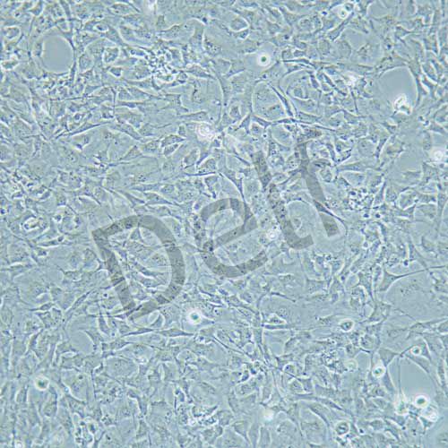 3T3-L1 小鼠胚胎成纖維細胞