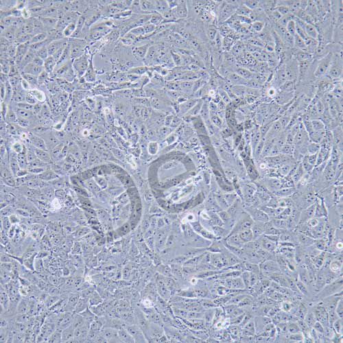 143B 人骨肉瘤細(xì)胞