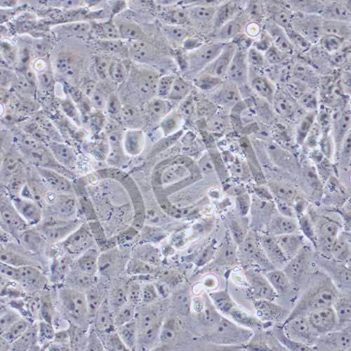 143B 人骨肉瘤細(xì)胞