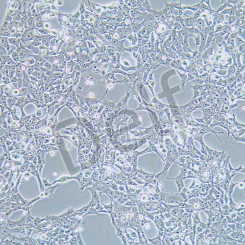 293FT 人胚腎細胞