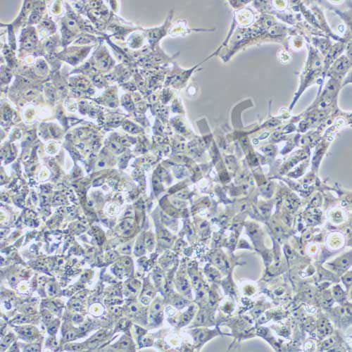 293FT 人胚腎細胞