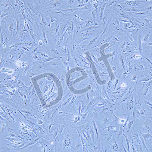 A7R5 大鼠胸大動脈平滑肌細胞