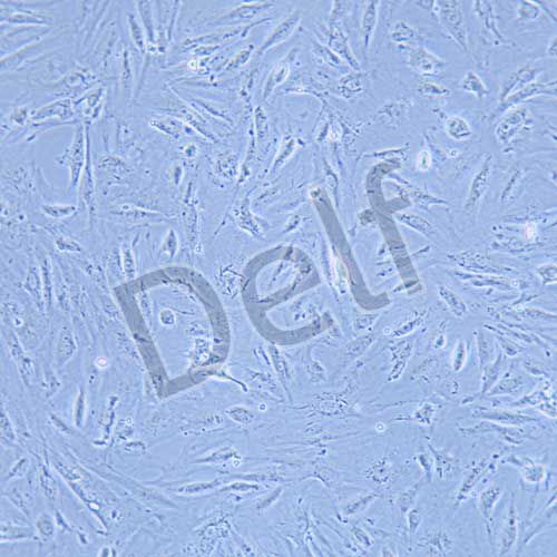 A7R5 大鼠胸大動脈平滑肌細胞