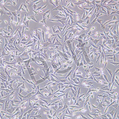 A375 人惡性黑色素瘤細(xì)胞