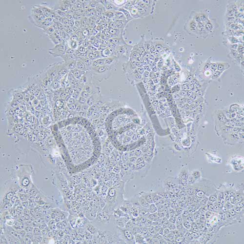 A431 人表皮癌細胞