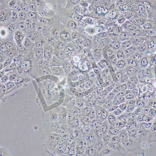 A431 人表皮癌細胞