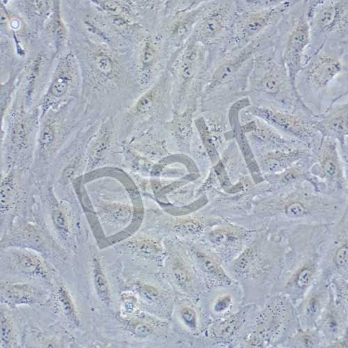 A498 人腎癌細胞