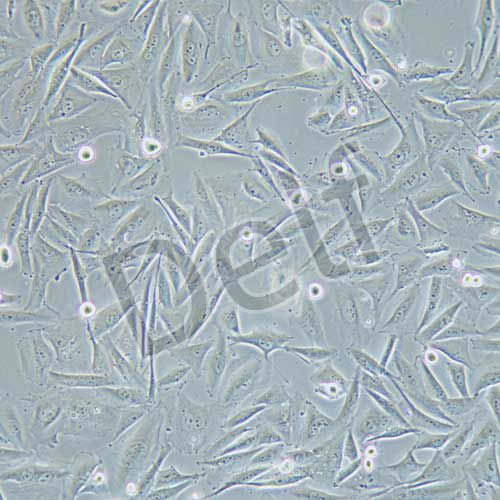 A2058 人黑色素瘤細(xì)胞