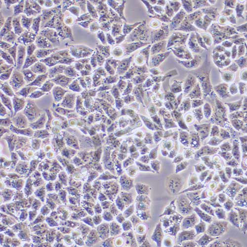 A2780 人卵巢癌細(xì)胞