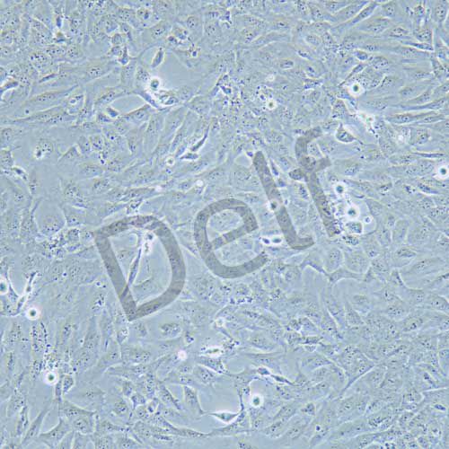 AC16 人心肌細(xì)胞