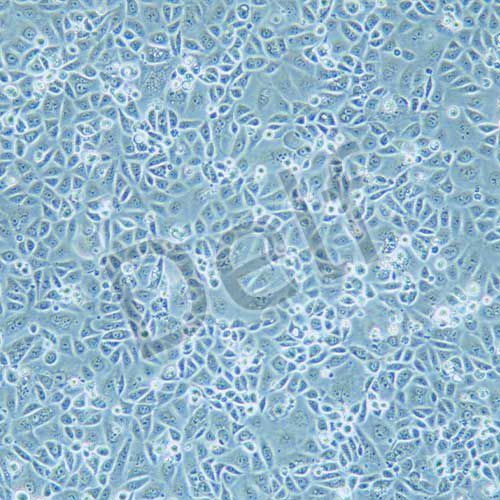 AGS 人胃腺癌細(xì)胞