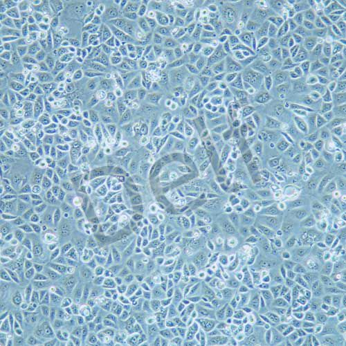 AGS 人胃腺癌細(xì)胞