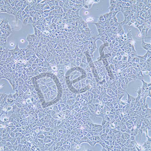 AML12 小鼠肝細(xì)胞