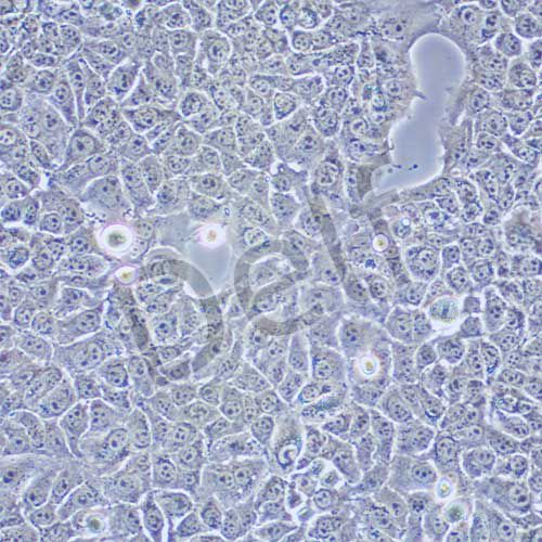 AML12 小鼠肝細(xì)胞