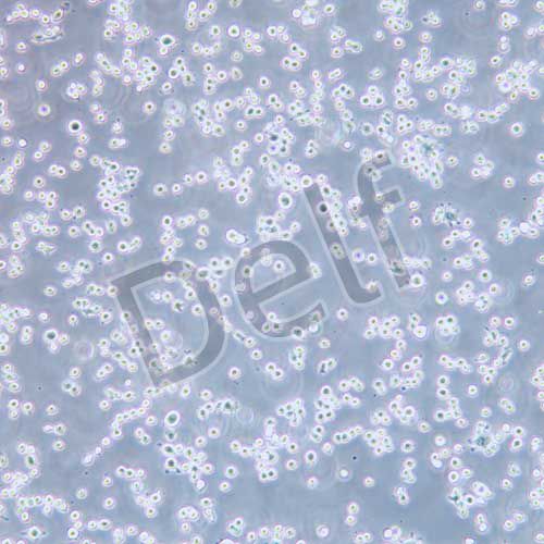 Ana-1 小鼠巨噬細胞