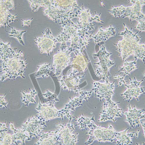 AR42J 大鼠胰腺外分泌細(xì)胞