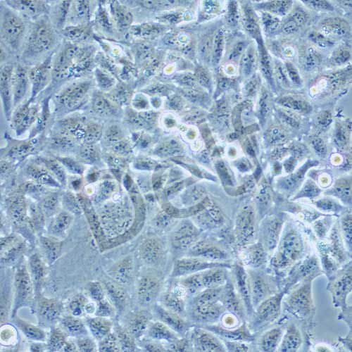 AV3 人宮頸癌細胞