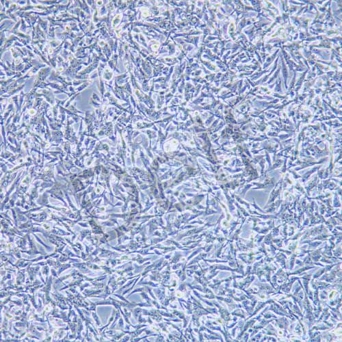 B16 小鼠黑色素瘤細(xì)胞