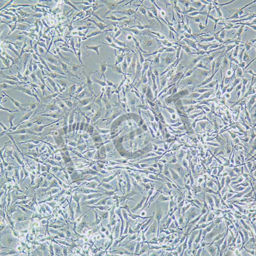 B16-F10 小鼠黑色素瘤細(xì)胞
