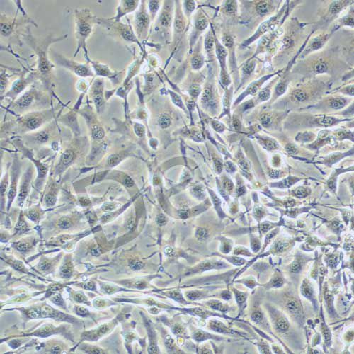 B16-F10 小鼠黑色素瘤細(xì)胞