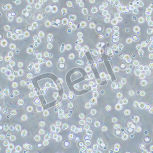 BAF3 小鼠原B細(xì)胞株