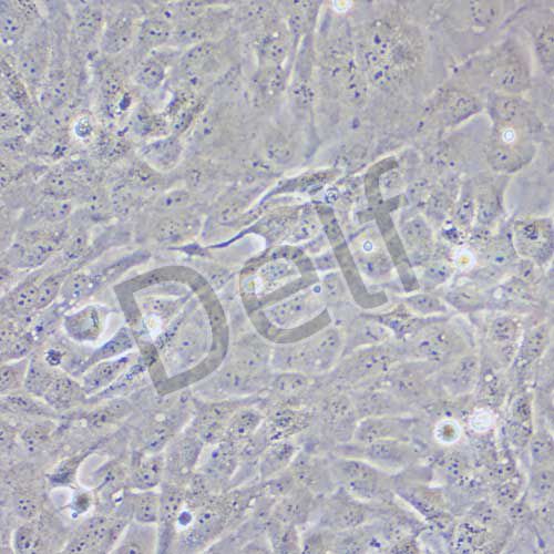 BEAS-2B 人支氣管上皮細胞