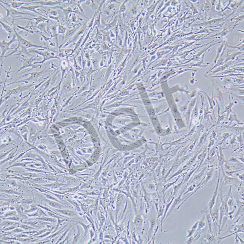 Bend.3 小鼠腦微血管內皮細胞株