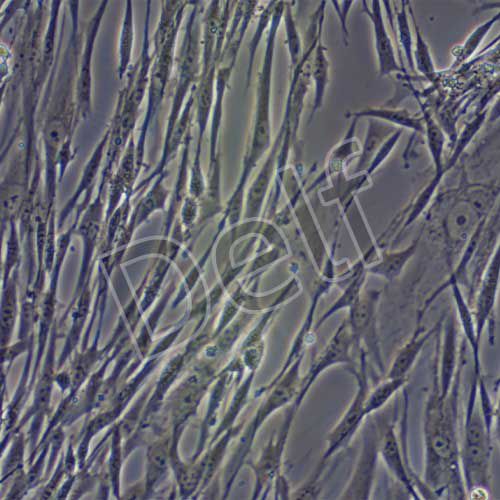 BHK-21 倉(cāng)鼠腎成纖維細(xì)胞