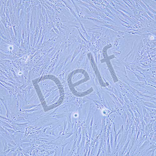 BJ 人皮膚成纖維細(xì)胞