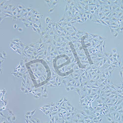 BRL 大鼠肝細(xì)胞