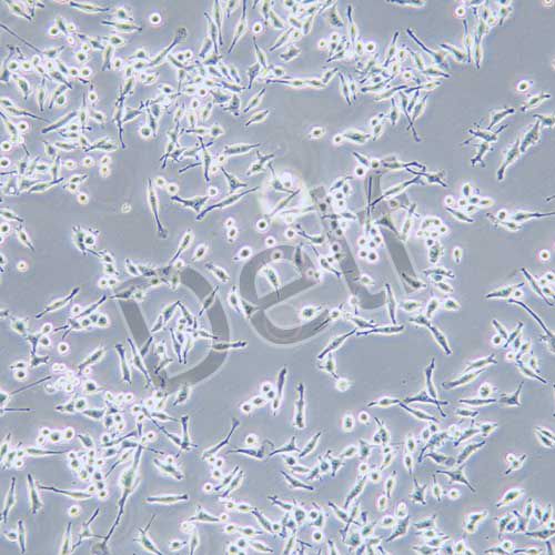 BV2 小鼠小膠質(zhì)細(xì)胞