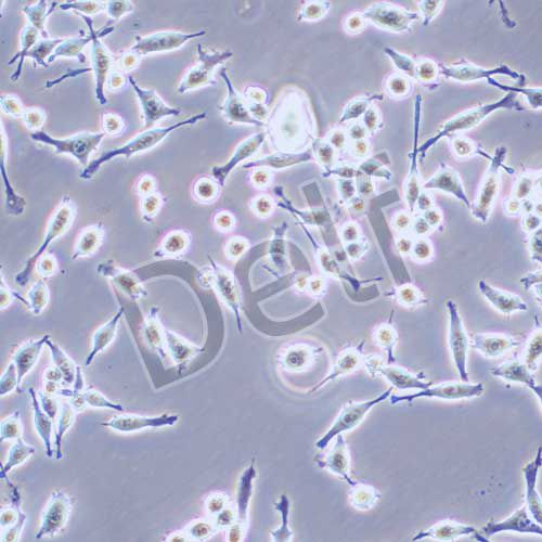 BV2 小鼠小膠質(zhì)細(xì)胞