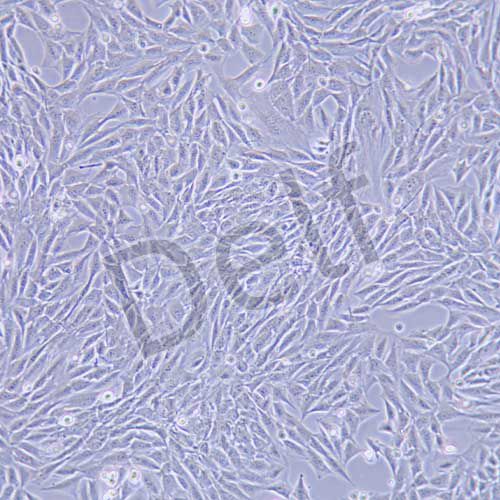 C2C12 小鼠成肌細胞