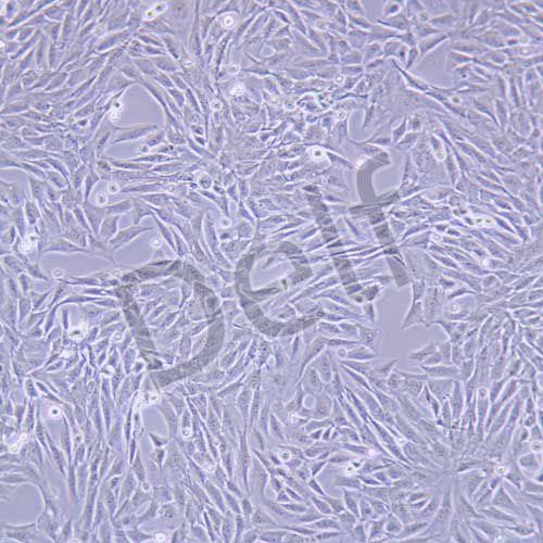 C2C12 小鼠成肌細胞