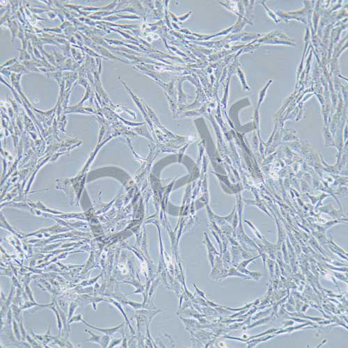 C6 大鼠腦膠質(zhì)瘤細(xì)胞