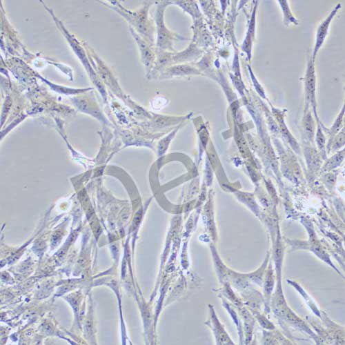 C6 大鼠腦膠質(zhì)瘤細(xì)胞