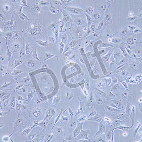 Caki-2 人腎透明細(xì)胞癌細(xì)胞