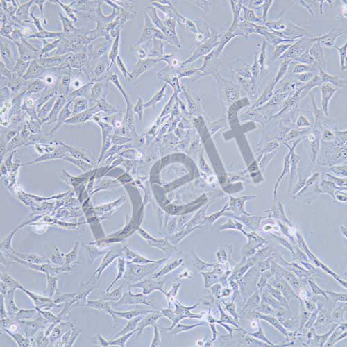 Calu-1 人肺癌細(xì)胞