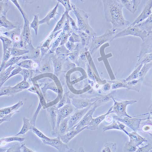 Calu-1 人肺癌細(xì)胞