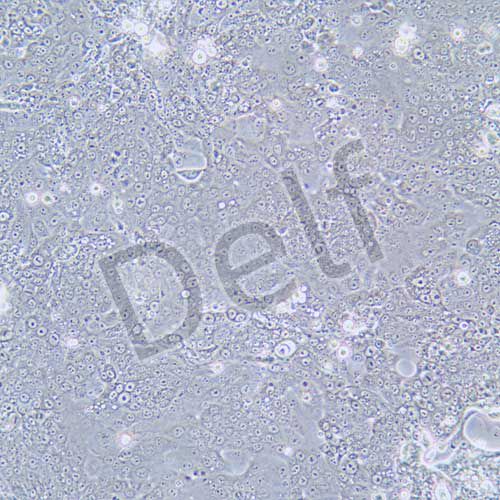 Capan-1 人胰腺癌細(xì)胞